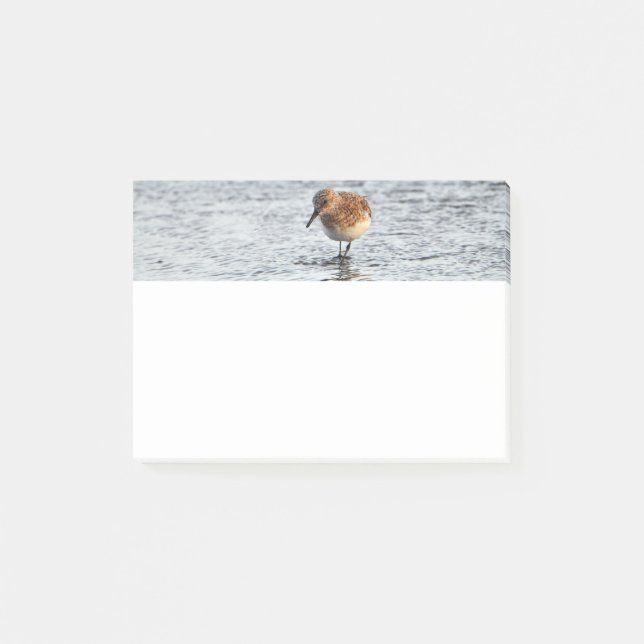Sandpiper Bird Photo Stationery 4x3 Post it Notes Post-it Block (Framsida)