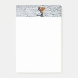 Sandpiper Bird Photo Stationery 4x6 Notes Post-it Block
