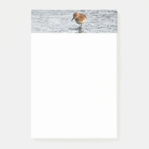 Sandpiper Bird Photo Stationery 4x6 Notes Post-it Block