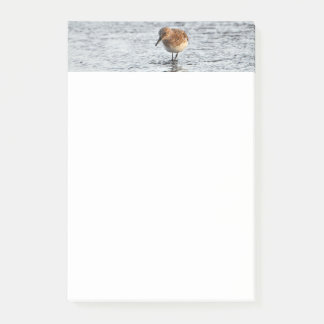 Sandpiper Bird Photo Stationery 4x6 Notes Post-it Block