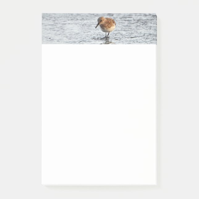 Sandpiper Bird Photo Stationery 4x6 Notes Post-it Block (Framsida)