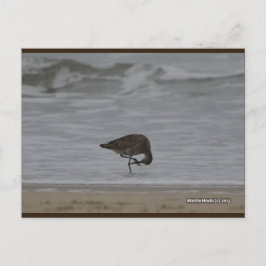 Sandpiper Bows | Blue Beach Sång™-vykort Vykort