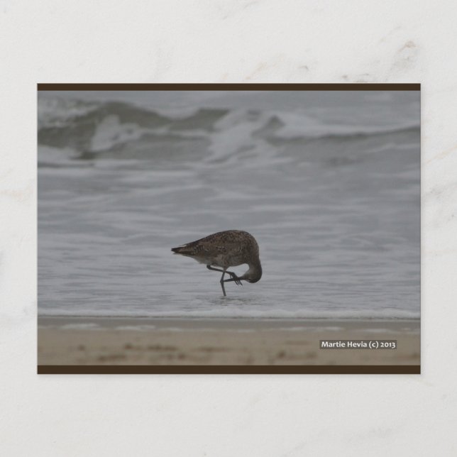 Sandpiper Bows | Blue Beach Sång™-vykort Vykort (Framsida)