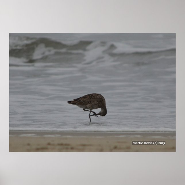 Sandpiper Bows Poster (Framsidan)