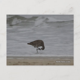 Sandpiper Bows Vykort