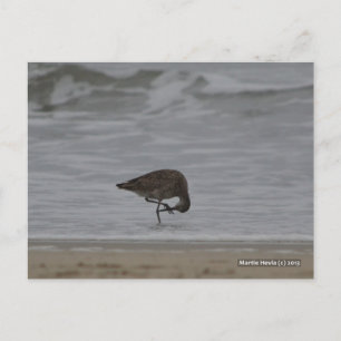 Sandpiper Bows Vykort