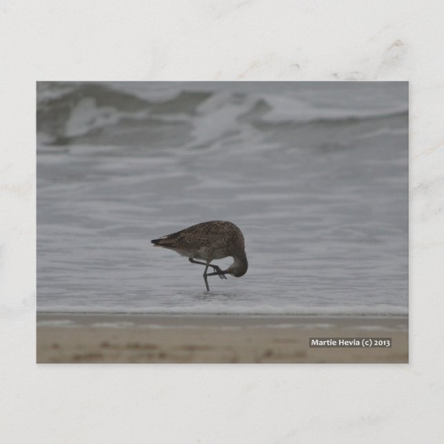 Sandpiper Bows Vykort (Framsida)