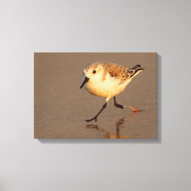 sandpiper canvastryck (Framsida)