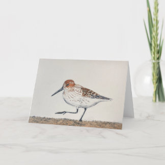 Sandpiper Faltat Notkort Anteckningskort