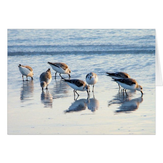 Sandpiper Hälsningskort (Framsidan Horizontal)