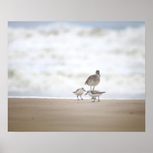 Sandpiper med två Sanderlings på bågen 16 x 20
