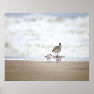 Sandpiper med två Sanderlings på bågen 16 x 20 Poster