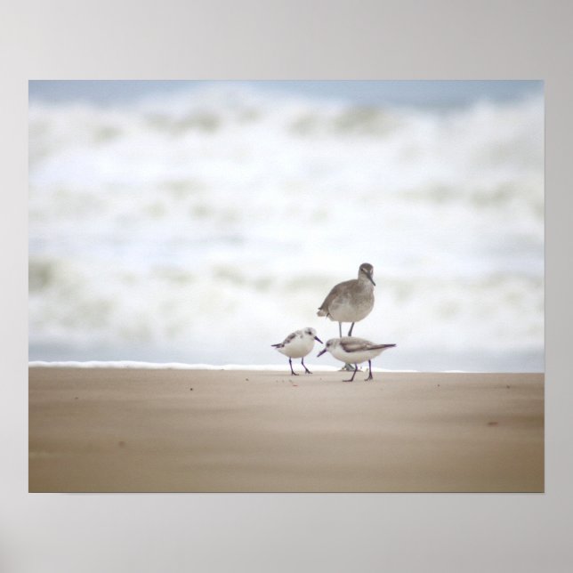 Sandpiper med två Sanderlings på bågen 16 x 20 Poster (Framsidan)