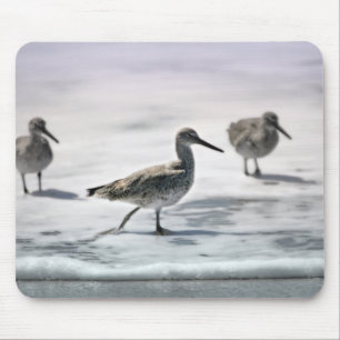 Sandpiper Musmatta