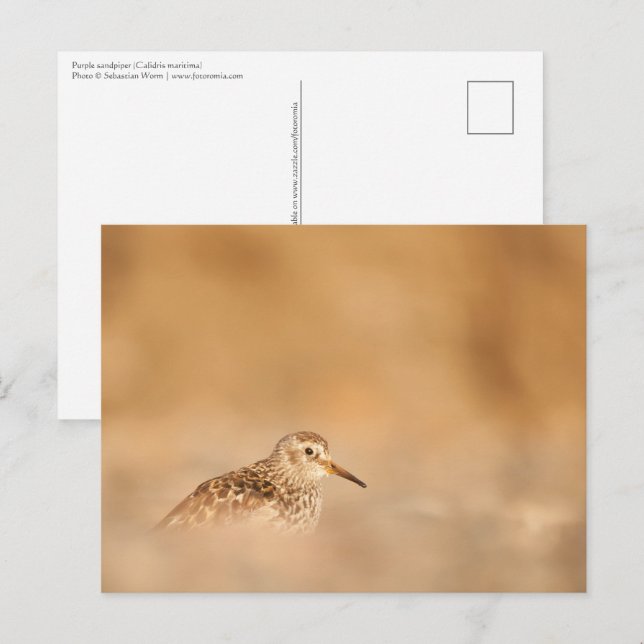 Sandpiper Naturfoto Vykort (Fram/baksida)