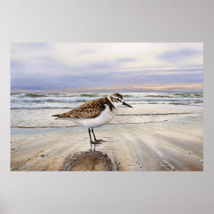 Sandpiper på Beach Bird Art Poster
