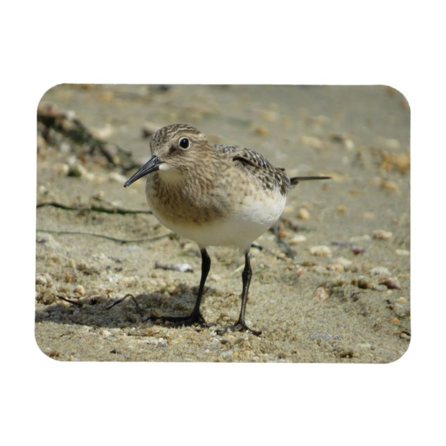 Sandpiper på Beach Magnet (Horisontell)