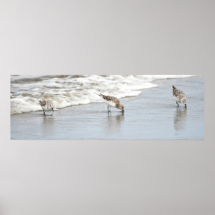 Sandpiper på Beach Photo Poster Skriv ut