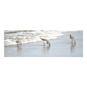 Sandpiper på utskriften av stora foto för persikor