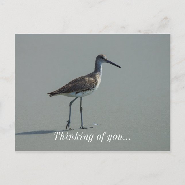 Sandpiper Pose Vykort (Framsida)