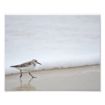 Sandpiper Shorebird Poster fotoutskrift