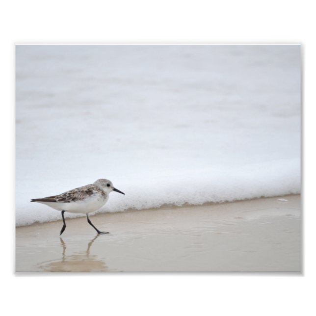 Sandpiper Shorebird Poster fotoutskrift (Framsidan)