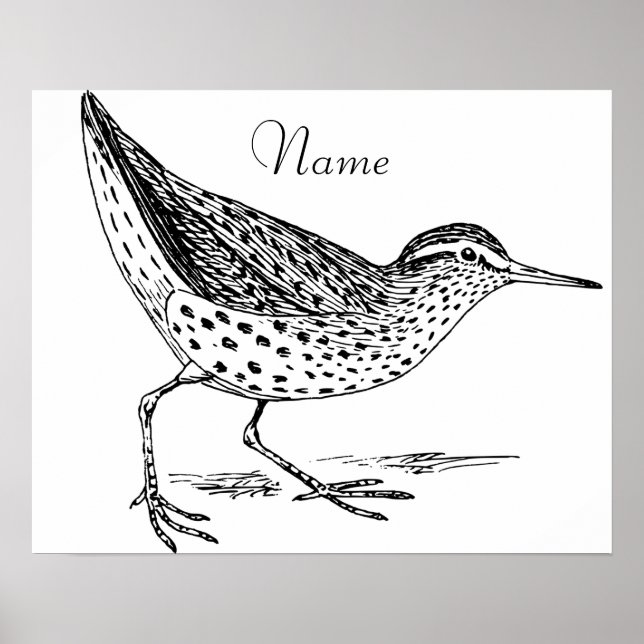 Sandpiper Shorebird Thunder_Cove Poster (Framsidan)