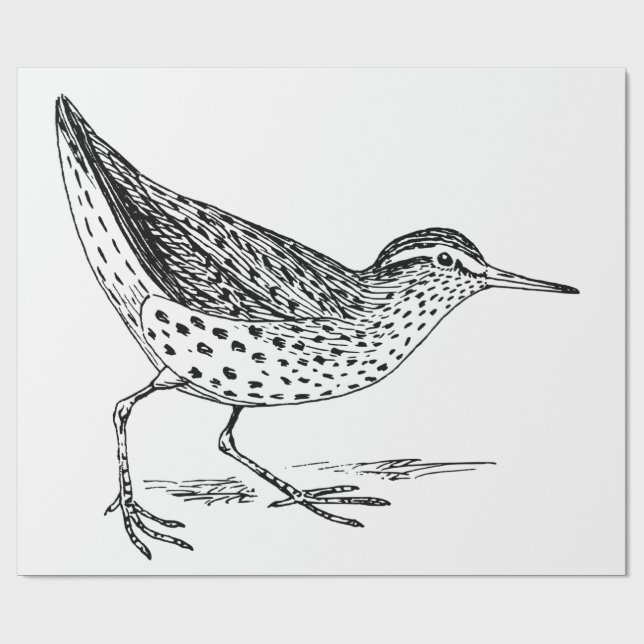Sandpiper Shorebird Thunder_Cove Presentpapper (Platt)