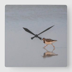 Sandpiper som går längs stranden fyrkantig klocka