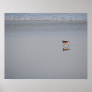 Sandpiper som går längs stranden poster