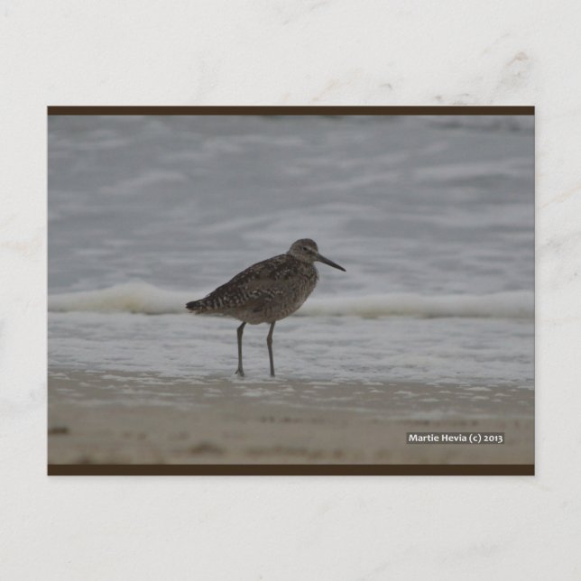 Sandpiper V | Blue Beach Song™ vykort (Framsida)