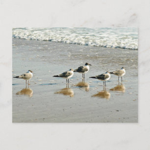 Sandpiper vid havets kant vykort