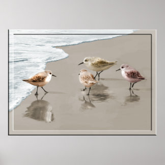Sandpiper vid Shore Line Poster