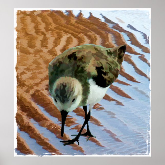 Sandpiper vid stranden poster (Framsidan)