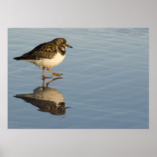 Sandpiper vid utskrift av Vatten Poster