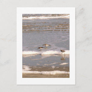 Sandpiper Vykort