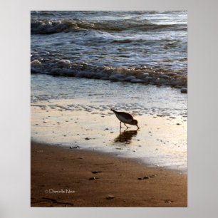 Sandpiperaffisch Poster