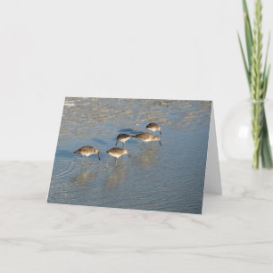Sandpipers notecard kort