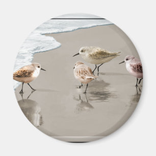 Sandpipers på shorelinen magnet