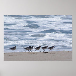 Sandpipers på strand poster