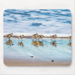 Sandpipers rinnande Along stranden Musmatta