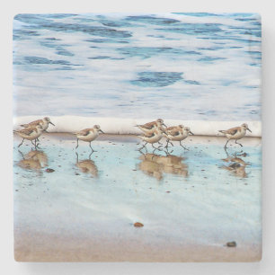 Sandpipers rinnande Along stranden Stenunderlägg
