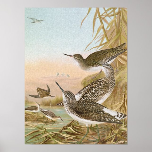 "Sandpipers" Vintage Bird Illustration Poster (Framsidan)