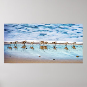 Sandpiprar som går längs stranden poster