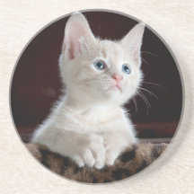 Sandstone Underlägg älskare katter, för flickor/gå