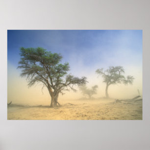 Sandstorm i Kalahari Desert, Kgalagadi Poster