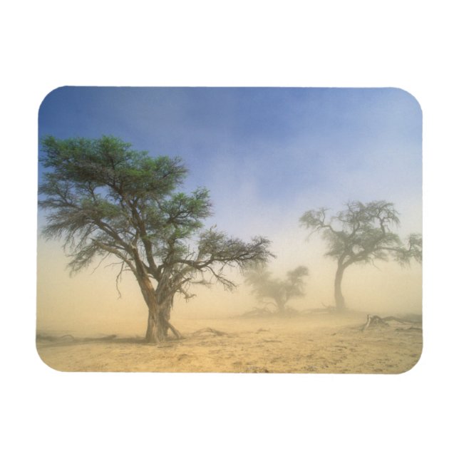 Sandstorm i Kalahariöknen, Kgalagadi Magnet (Horisontell)