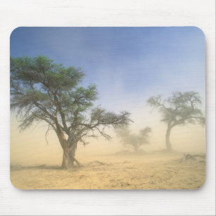 Sandstorm i Kalahariöknen, Kgalagadi Musmatta