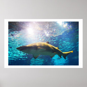Sandtigerhaj Poster