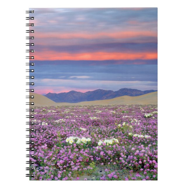 Sandverbena och ökenrosen vilda blommor vid solned anteckningsbok (Framsidan)